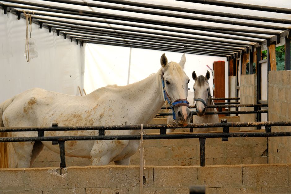 JustAnswer — Horse Veterinary Advice